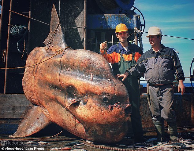 Aliens of the deep: Russian fisherman shows off collection of weird fish dragged from the depths in the nets of his trawler