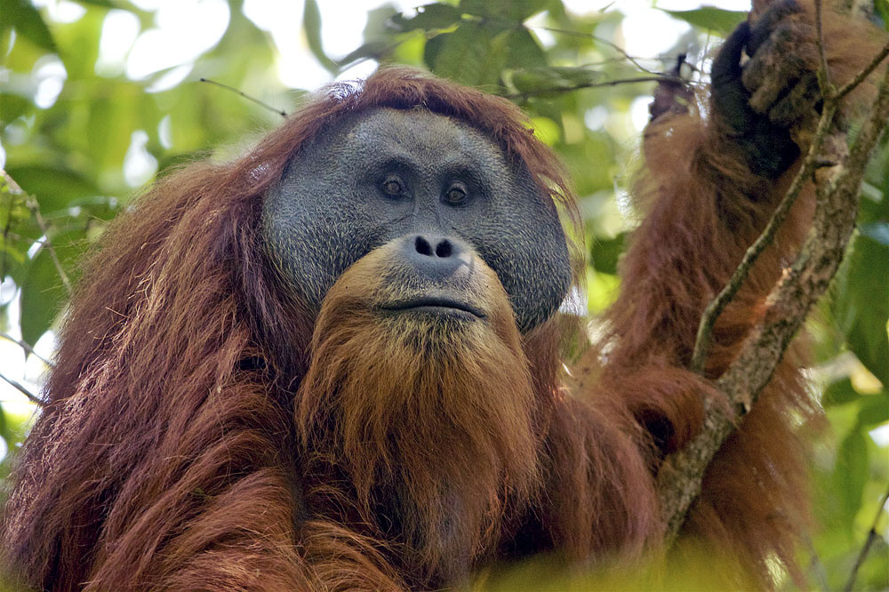 New biodiversity index to provide comprehensive data on Indonesia's animal, plant species