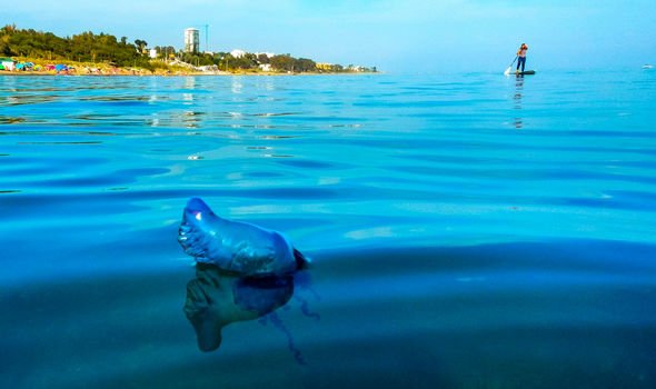 Spain holiday warning: Man O’War jellyfish seen in Marbella after Benidorm beaches closed
