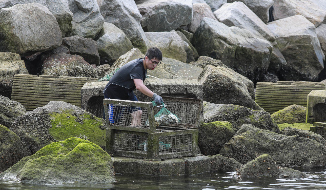 Hong Kong marine ecologists lead ‘eco-shoreline’ project to reshape city’s seawalls and pave the way for future reclamation projects