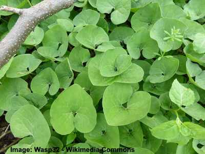 18 Ground Cover Plants For Shade Including Pictures Nestia News - Perennial Ground Cover Plants For Shade 18 Ground Cover Plants For Shade Including Pictures Nestia News - Perennial Ground Cover Plants For Shade