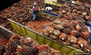 Indian buyers slash M'sian palm oil purchases fearing duty hike - traders