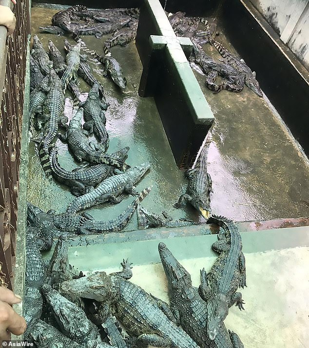 Father who retrieved his daughter's skull from crocodiles that ate her on his farm says he is selling the business and the death of his two-year-old is 'my biggest regret in life'