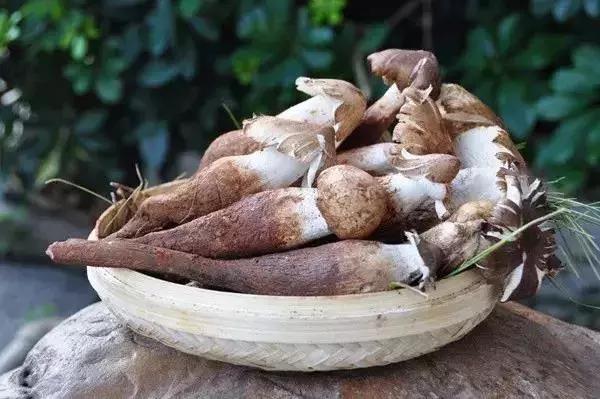 又到吃菌时，食用需谨慎！