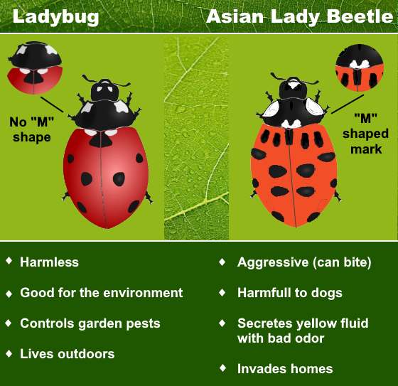 Types of Ladybugs (Including Asian Lady Beetle Vs. Ladybug)