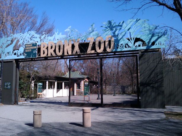 Tiger tests positive for coronavirus with six other zoo animals showing symptoms