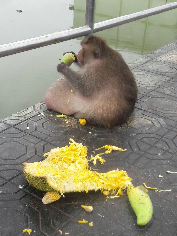 'Uncle Fatty' The Famously Obese Thai Monkey Is Missing Presumed Dead