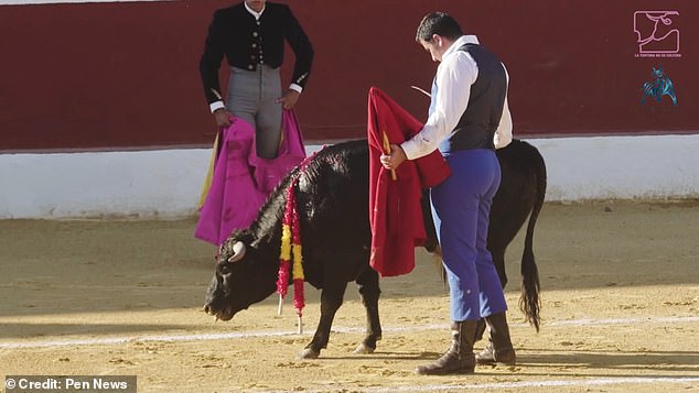 Graphic footage shows bullfighting fans given calves to slaughter so they can imitate their matador idols without facing a fully-grown male