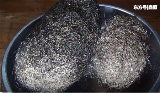 太幸运！泰国猪场老板从2百公斤母猪肚内发现猪砂，价值近千万！