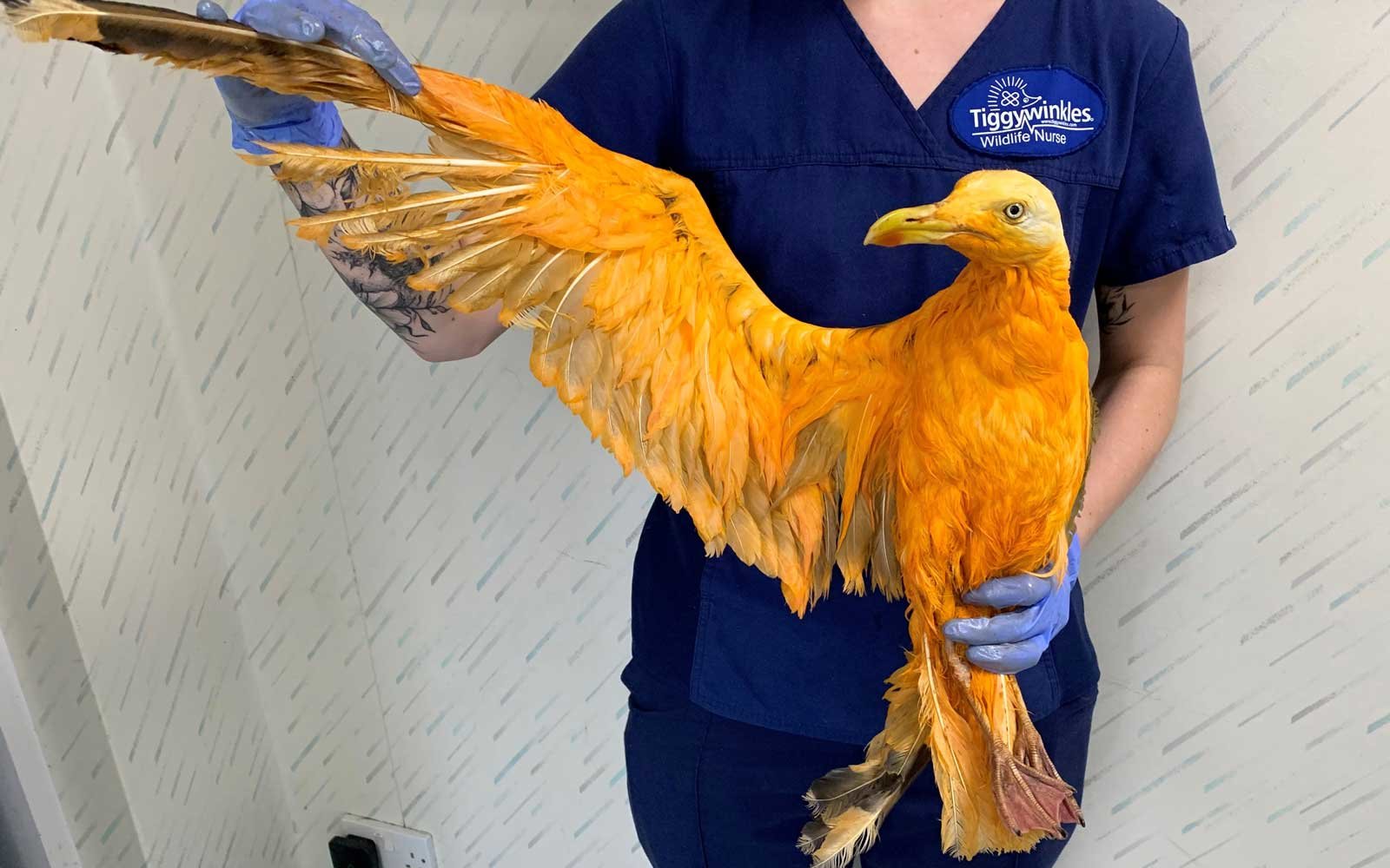 'Rare' Golden Bird Turns Out to Be a Seagull Covered in Curry