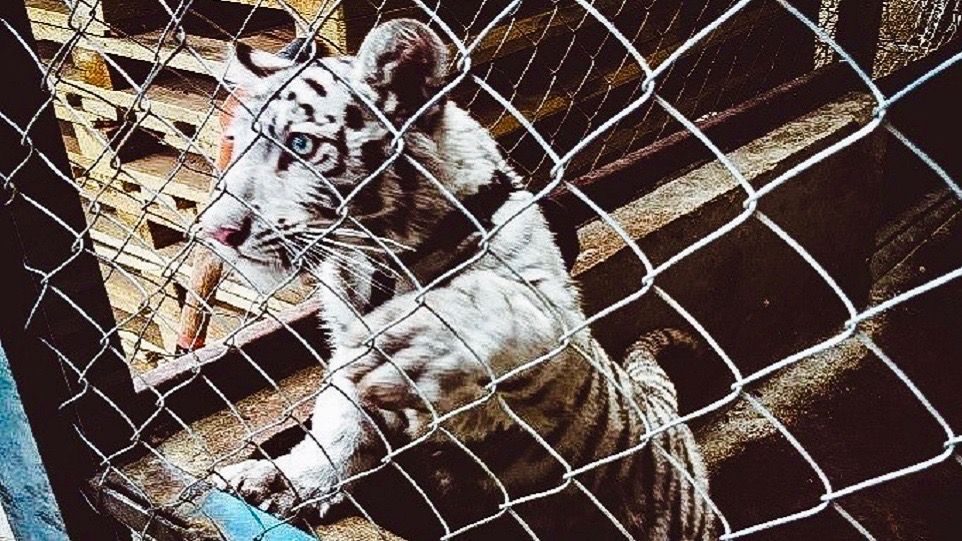 The world’s largest-ever wildlife trafficking bust saves thousands of animals