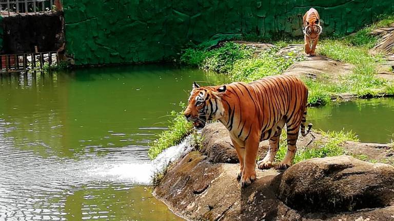 Run to raise awareness on endangered Malayan tigers