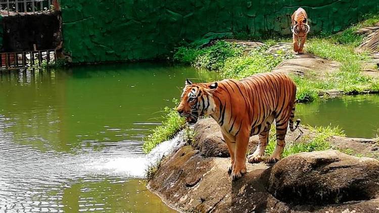 Run to raise awareness on endangered Malayan tigers | Nestia