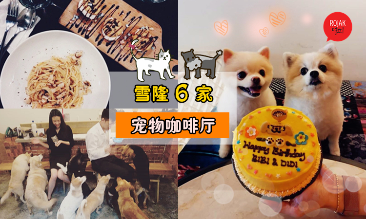 毛小孩控必去！雪隆区6家超温馨「宠物cafe」🐶🐱可爱萌宠融化你的心💟快带上你家毛小孩一起喝咖啡做美容~