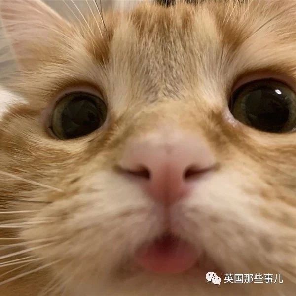 忘记收回舌头的喵，这可爱的花式卖萌，铲屎官们瞬间集体融化