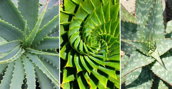 Types of Aloe Plants: Different Types of Aloe (Vera) Plants