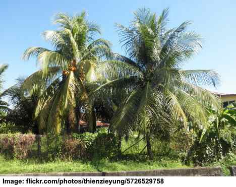 10 Types of Coconuts: Green, Brown, White and More Coconut from Around the World