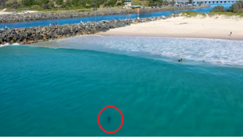 Drone Captures Great White Shark Swimming Just Metres Away From Kids