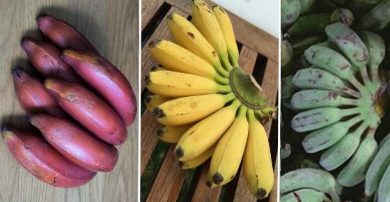 Types of Bananas: Cavendish, Red, Mini, Plantain and More (Including Pictures)