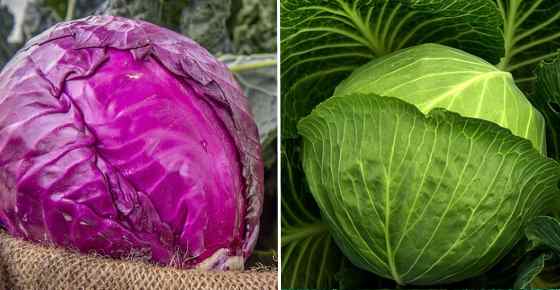 Types of Cabbage: Green, Red, White, Savoy, Napa, and More (Including Pictures)