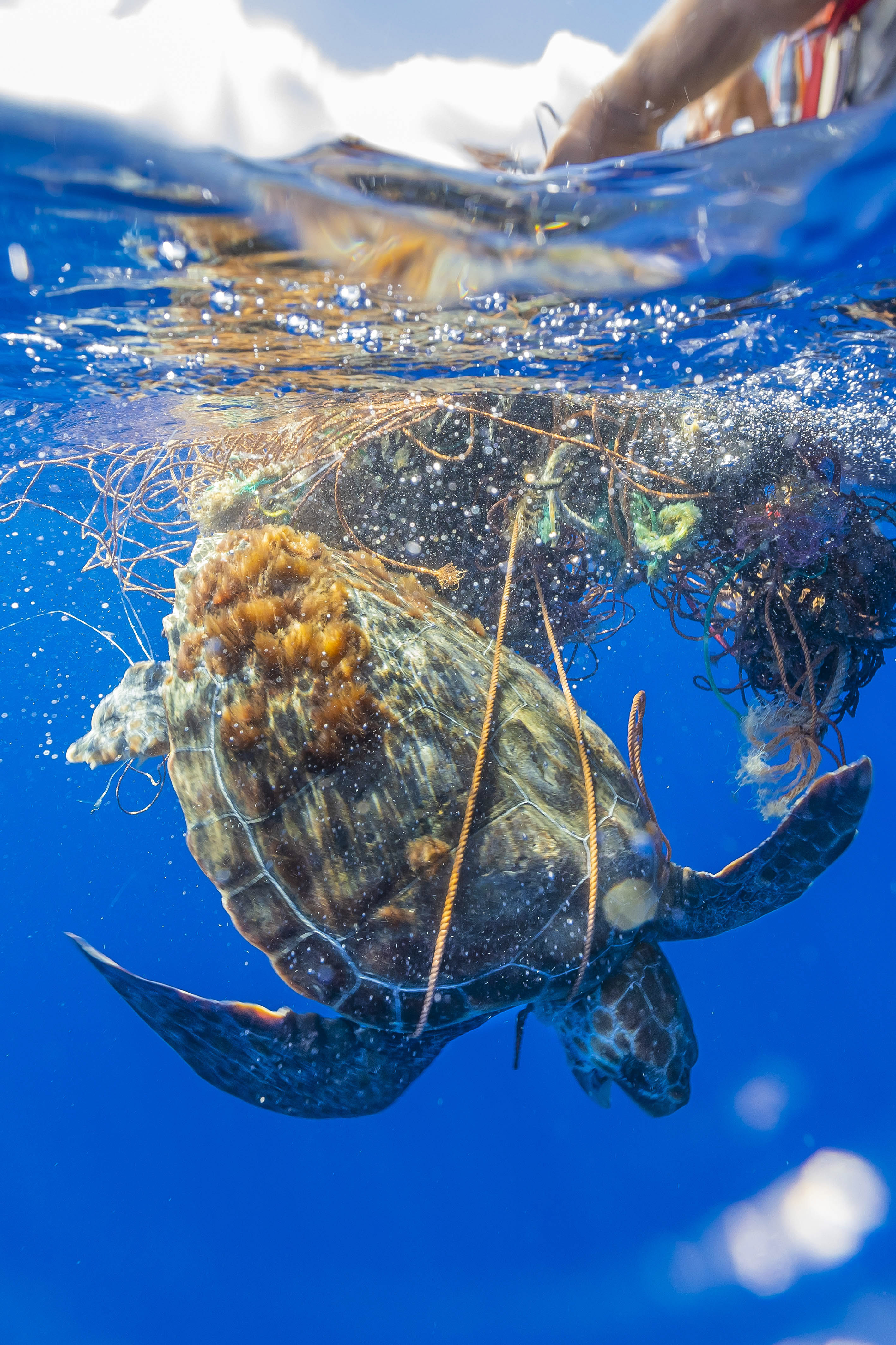 Shocking Photos Show Loggerhead Sea Turtle Stuck In Dumped Fishing Net