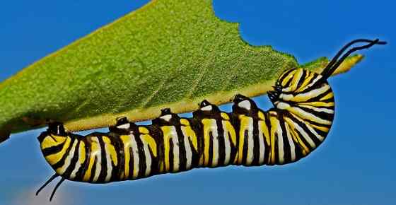 Types of Caterpillars with Helpful Identification Chart & Pictures