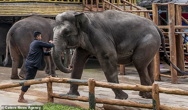 Heartbreaking images show suffering of wild animals chained up and made to perform at international tourist destinations