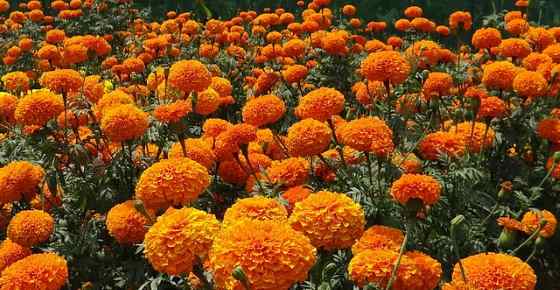 Types of Orange Flowers: Stunning Plants with Orange Flowers for Your Garden