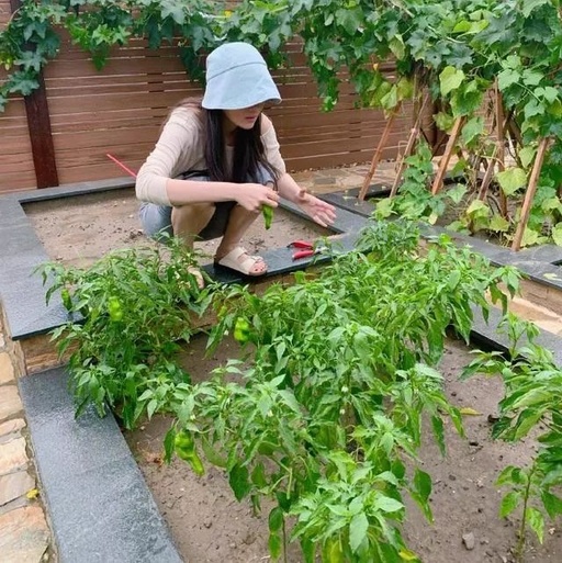 张馨予摘菜姿势抢镜，豪宅自带菜园令人羡慕