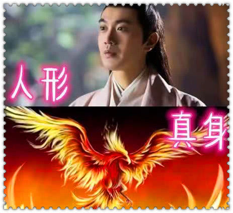 男主角真身大不相同，夜华真身黑龙，润玉白龙，看到旭凤：可惜！