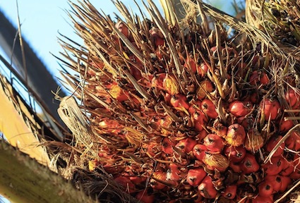 Indian edible oil industry has issued advisory to avoid import of palm oil from Malaysia