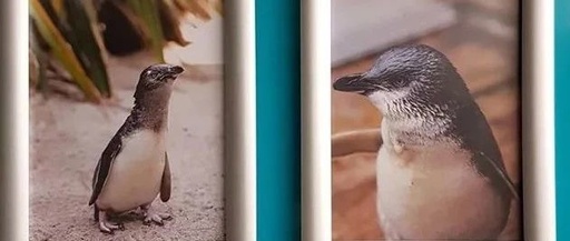 这个水族馆里的戏精企鹅们，每天都在上演鹅版甄嬛传……