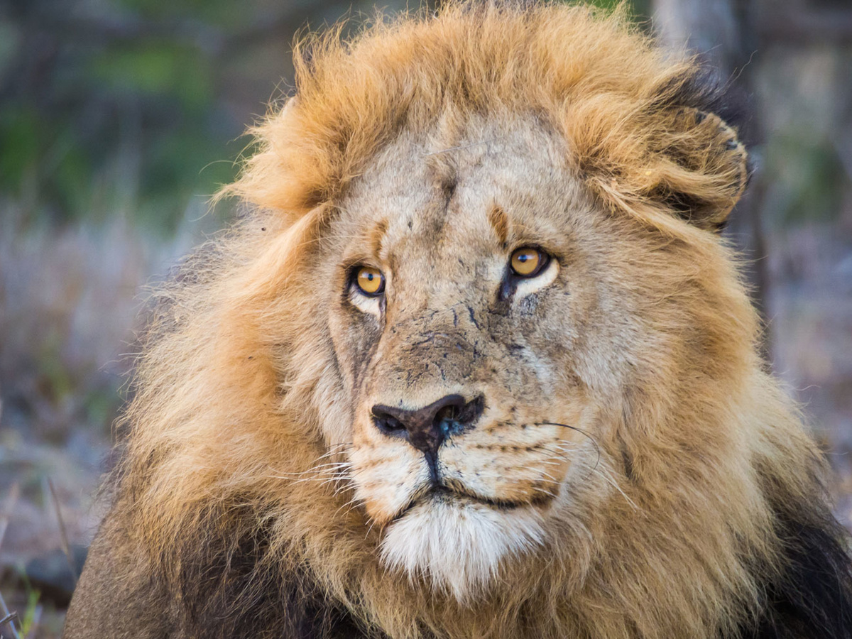 Beloved Lion Keeper Mauled to Death by His Own Lion at South African Safari Lodge