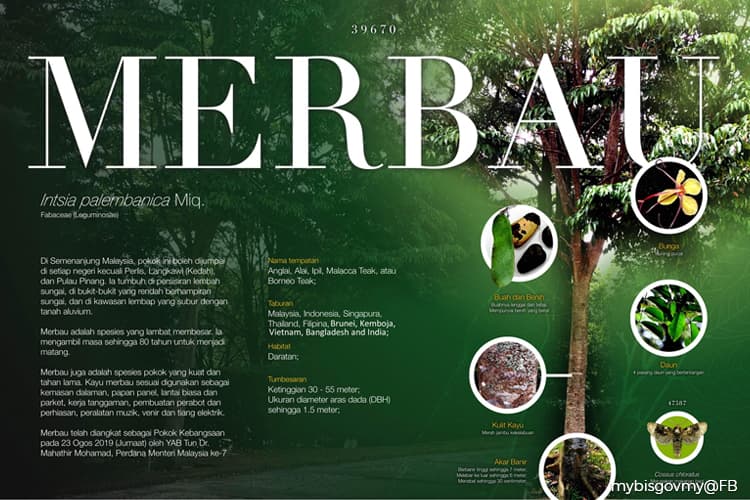 Merbau is Malaysia's national tree