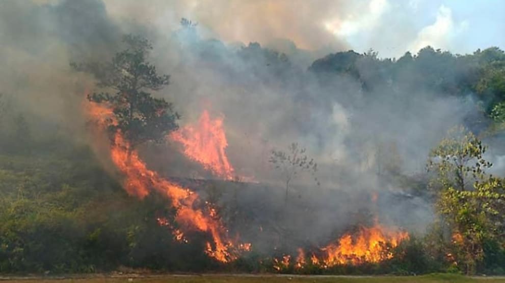 Forest fire in Iskandar Puteri spreads to 98 hectares