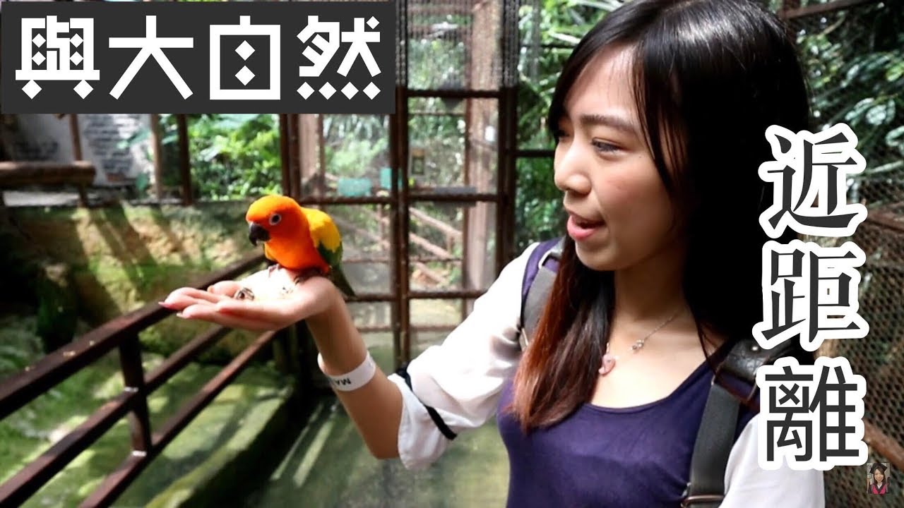 【马来西亚吉隆坡旅游】KL Forest Eco Park  | Mini zoo KL Tower | 迷你动物园 | Cheryl谨荑