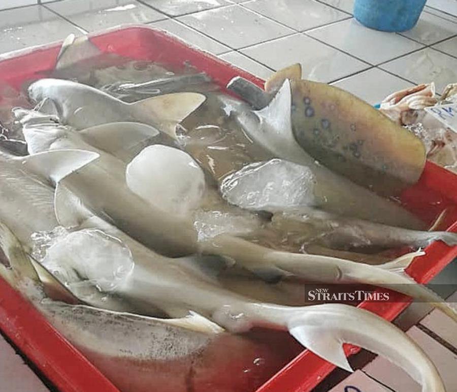 'Malaysians deserve to know why we voted against proposal to protect sharks, rays'