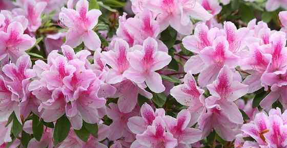 Types of Azaleas: Varieties of Azaleas (Rhododendron spp.)