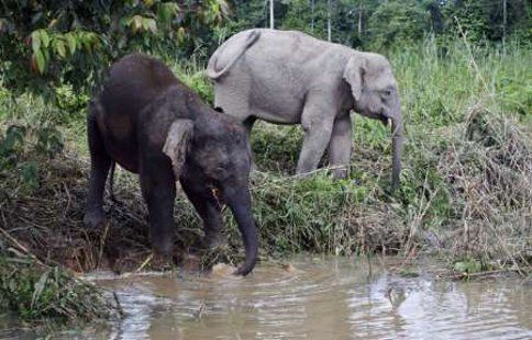 Out to get poachers: Sabah wildlife, forests now protected by special ranger unit