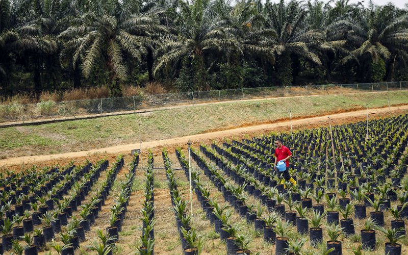 FGV moves into integrated farming