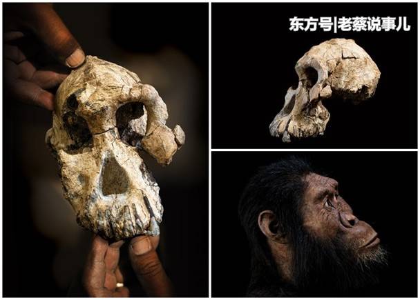 研究团队重塑380万年前古猿容貌 为人类进化史提供新线索