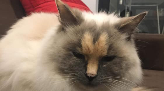 No one will adopt this cat because of the penis on its face