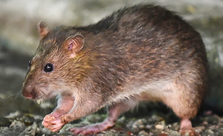 An unusual ratty snack in Cambodia