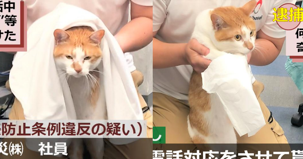 Employee of Japanese company ‘arrested’ for nuisance & intoxication. He is also a cat.