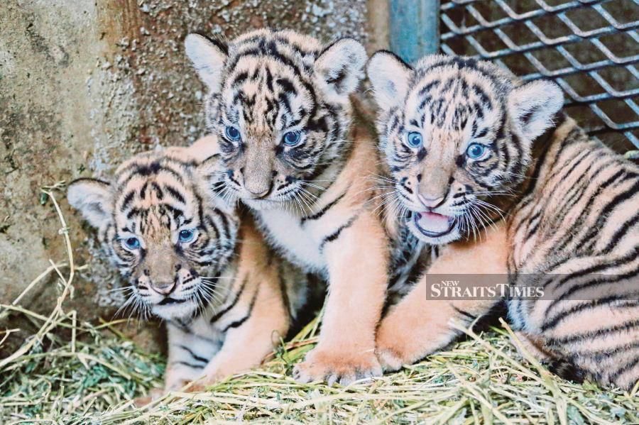 KL city hall to adopt 3 malayan tiger cubs
