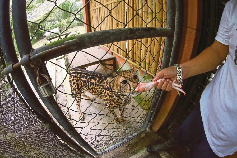 Zoo Negara’s cheetah is one of world’s rarest; only 30 of them exist today