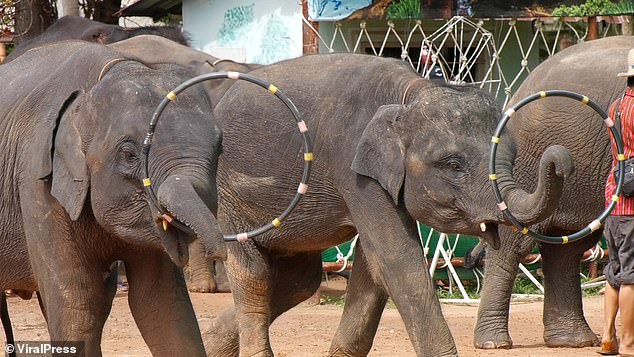 Elephants are forced to carry tourists on their trunks while being beaten with hooked poles during daily shows in Thailand
