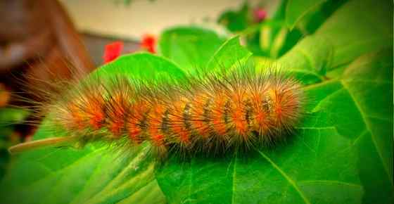 Furry Caterpillar Types with An Identification Chart and Pictures