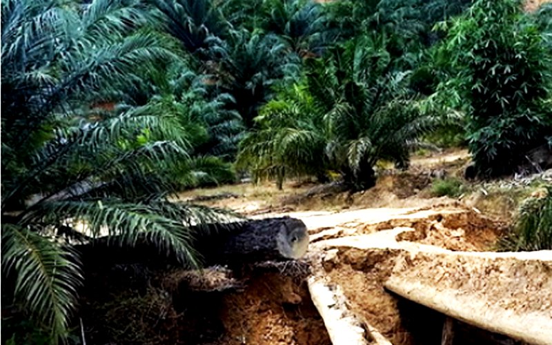 Drugs, guns and girls: What gets smuggled through the jungle