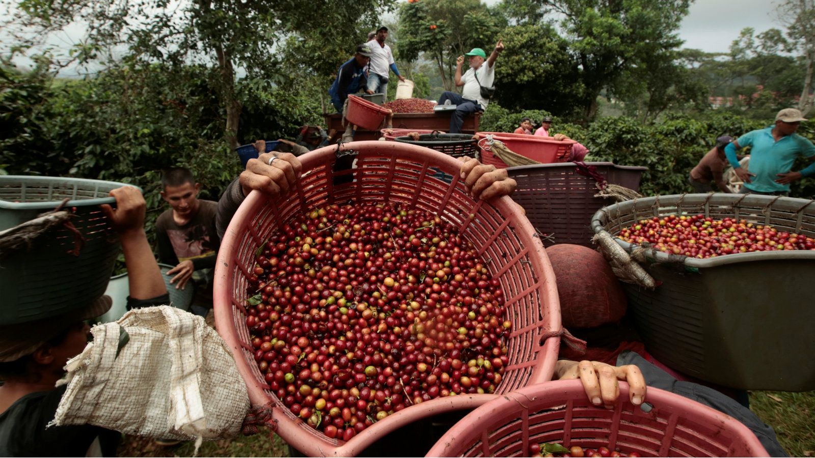 The coffee plantations of India’s western ghats are being wrongly blamed for climate change